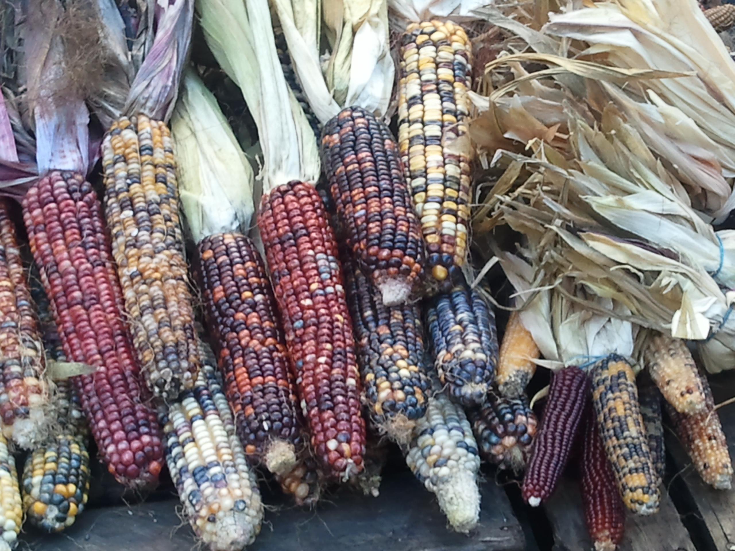 Indian Corn