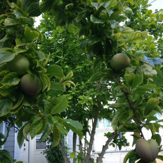 Photo of almost ripe plums.